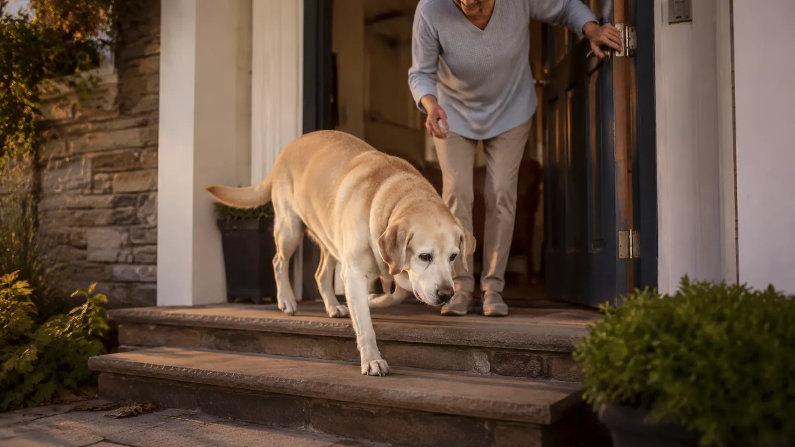 A senior yellow Lab climbing two shallow porch steps slowly in warm late-afternoon light, an owner steadying at the door